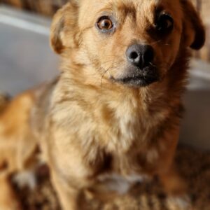 PAULINCHEN - reserviert TST Rösrath vermittelt