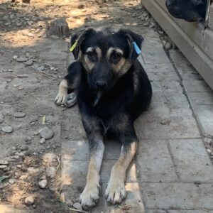 JETTE (♀) - vermittelt LS