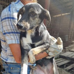 GYPSIE - reserviert Tierhilfe Lebenswert DR (27.08.) - vermittelt