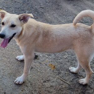 MINCHEN - reserviert Tierhilfe Lebenswert DR 29.09. - vermittelt