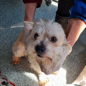 FIPS - reserviert Tierhilfe Lebenswert DR (10.04.) - vermittelt