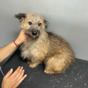 FLUFFY  - auf Pflegestelle in PLZ 5 vermittelt