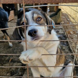 ALFREDO - reserviert TH Tuttlingen vermittelt