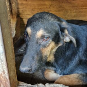 POPPY - seelischer Notfall - auf Pflegestelle in PLZ 33 *vermittelt*