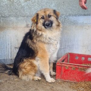 BÄRCHEN (♂) - RBB 10/24