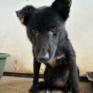 KARA (♀) - vermisst 03/24