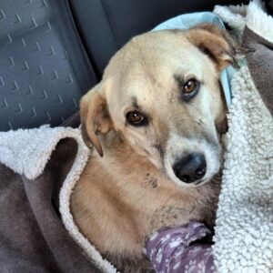 CALON (♂) - RBB 07/2025