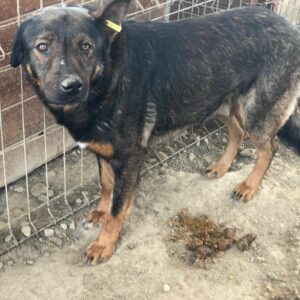 CRUSOE - vermisst 11/24