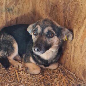 MEYSI - reserviert Tierhilfe Lebenswert DR (13.04.) - vermittelt