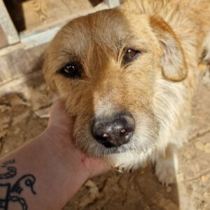 MOO - I-THL - vermittelt