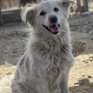 RONDA - reserviert Tierhilfe Lebenswert DR (10.04.) - vermittelt