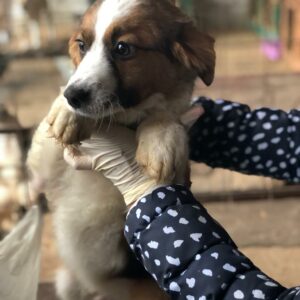 BETOWEN - reserviert Tierhilfe Lebenswert DR (07.05.) - vermittelt