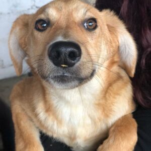 MAE - reserviert Tierhilfe Lebenswert DR (14.04.) - vermittelt