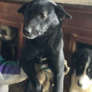 CRISA - reserviert Tierhilfe Lebenswert DR - vermittelt