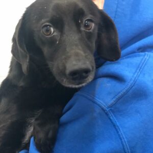 JAMINA - reserviert Tierhilfe Lebenswert DR (23.04.) - vermittelt