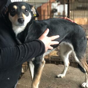 DALIA - reserviert IH DR (05.05.) - vermittelt