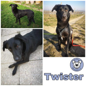 Twister in 55291 Saulheim *vermittelt*