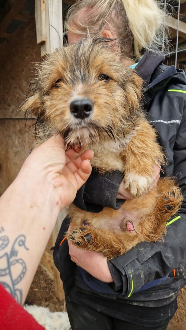 PEPPI - reserviert Hundescheune Fläming vermittelt – Bild 2