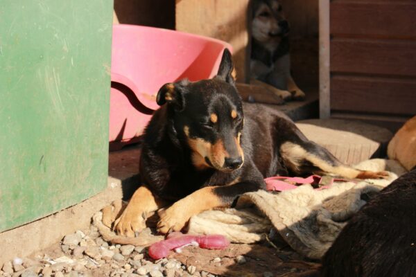 ETTEL - med. + seel. Notfall im Shelter -  auf PDR PS als Gnadenplatzhund – Bild 2