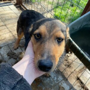 ACE - reserviert Tierhilfe Lebenswert DR (19.08.) - vermittelt