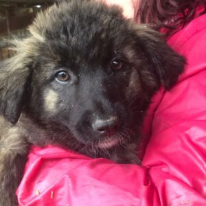 AKANJI - reserviert Tierhilfe Lebenswert DR (08.05.) - vermittelt