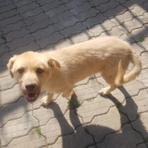 PÜPPI (*Lizzy) - reserviert Tierhilfe Lebenswert DR (23.05.) - vermittelt