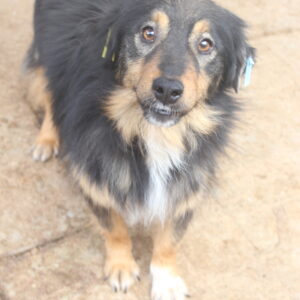 CAPUCCINO - reserviert Tierhilfe Lebenswert DR (25.05.) - vermittelt