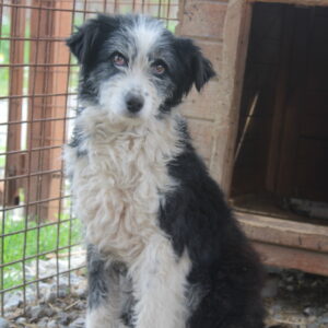 TRACY - Notfall: Hüftprobleme - reserviert für Tierhilfe Lebenswert vermittelt