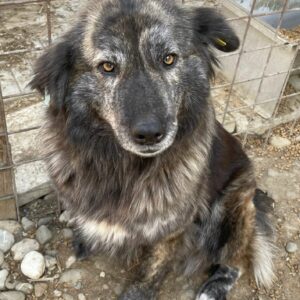 ASPASIA - reserviert IH DR (06.07.) - vermittelt