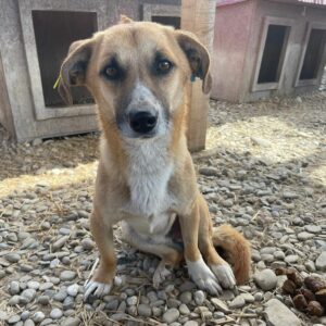 ANGELO - reserviert Tierhilfe Lebenswert DR (02.08.) - vermittelt