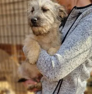 BOBBY - reserviert Tierhilfe Lebenswert DR (08.04.) - vermittelt