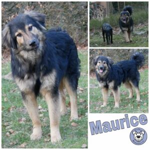 Maurice in 21521 Dassendorf - vermittelt