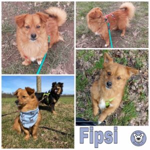 Fipsi in 18311 Ribnitz Damgarten *vermittelt*