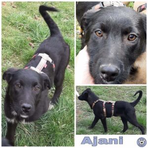 Ajani in 56753 Mertloch - vermittelt