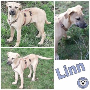 Linn in 56637 Plaidt *vermittelt*