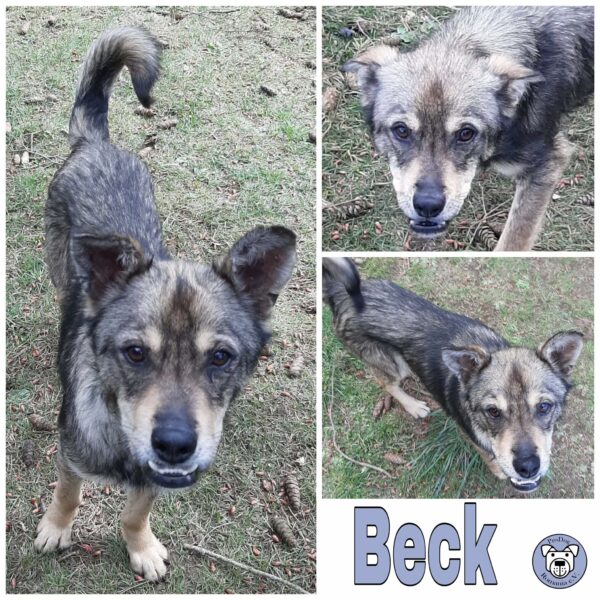 Beck *vermittelt*