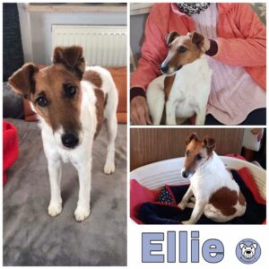 Ellie in 04916 Herzberg OT Löhsten - vermittelt