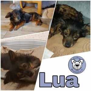 Lua - Gnadenplatzhund seit dem 01.04.2022 *RBB*
