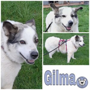 Gilma in 34474 Diemelstadt *vermittelt*