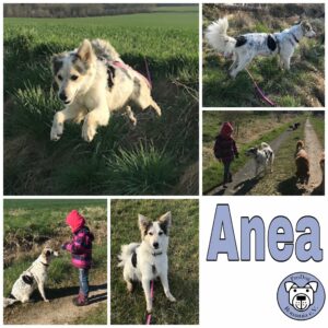 Anea in 31084 Freden *vermittelt*