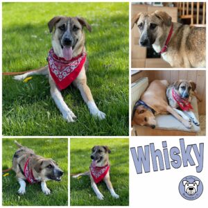 Whisky in 71159 Mötzingen *vermittelt*