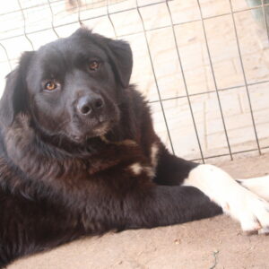 MARKY - vermisst 04/2023