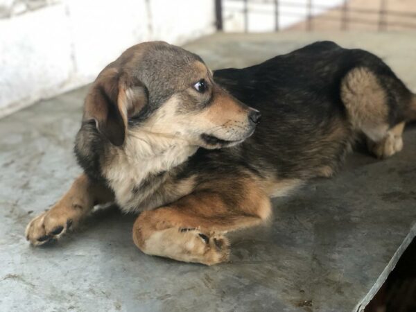 BECKY - reserviert Hundescheune Fläming vermittelt – Bild 3