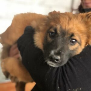 DROPPY - reserviert Tierhilfe Lebenswert DR (10.05.) - vermittelt