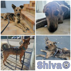 Shiva in 63773 Goldbach *vermittelt*