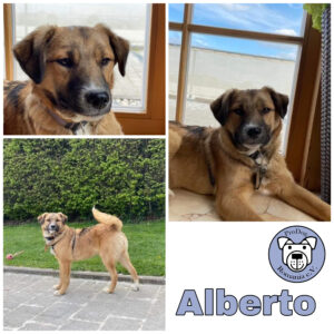 Alberto in 73117 Wangen *vermittelt*