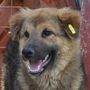 SALLY - reserviert Tierhilfe Lebenswert DR (19.06.) - vermittelt