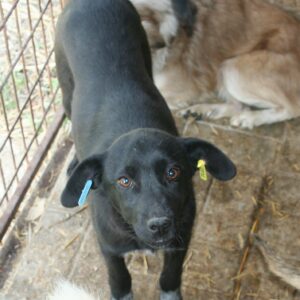 PIPPO - reserviert Tierhilfe Lebenswert DR (24.04.) - vermittelt