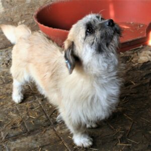 BUNGEE - reserviert IH DR (13.04.) - vermittelt