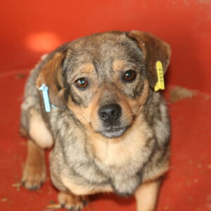 JAVON - reserviert Tierhilfe Lebenswert DR (16.04.) - vermittelt